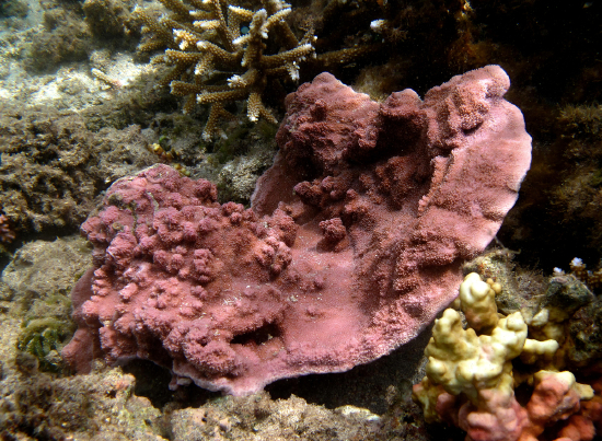  Montipora tuberculosa (Micropora Coral)